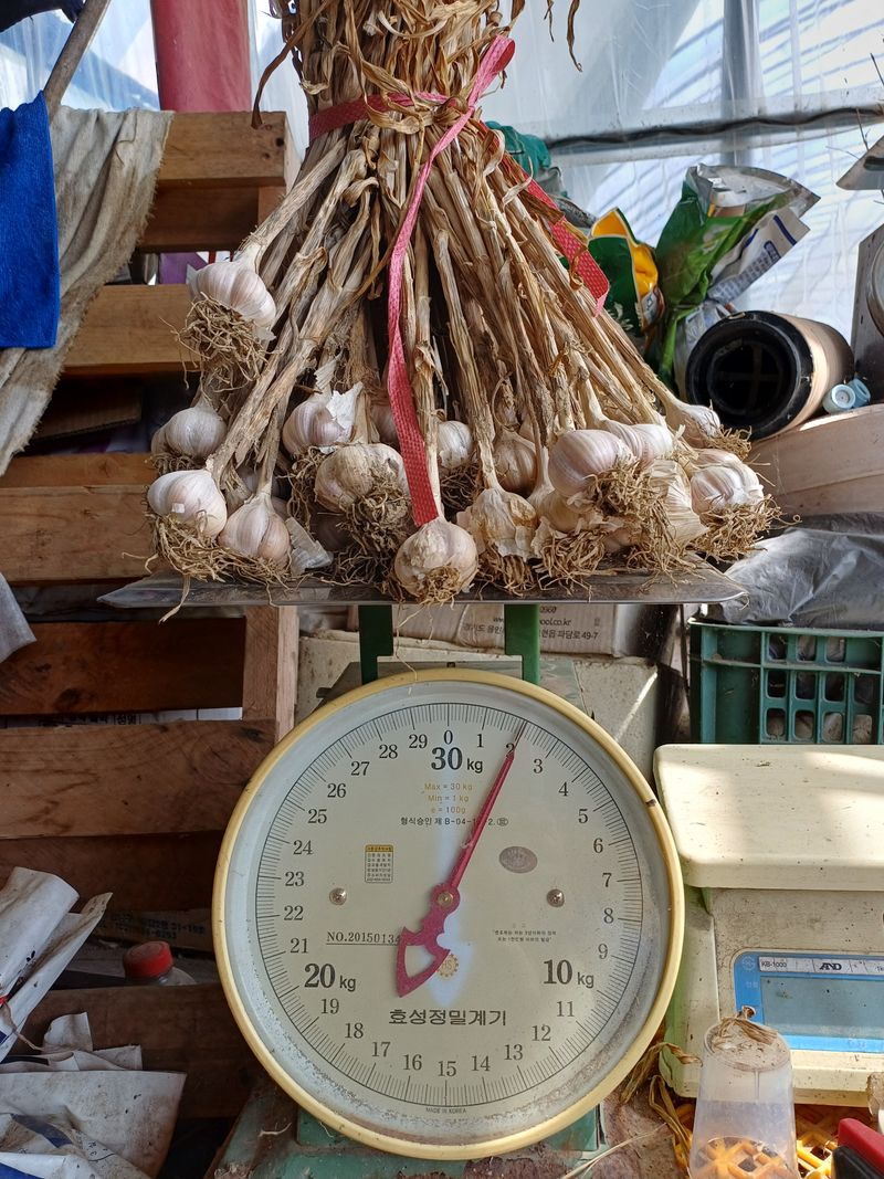 전원수님의 장터 판매 상품 [한지형(의성종 )씨마늘용1접+통마늘3번(판매완료돠었습니다 모든분게감사드리며 풍년농사가되시기를기원드립니다)] 첨부 사진