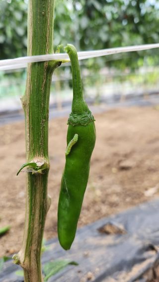 치악산골농부님의 자유주제 · 자유게시판 작성글 사진