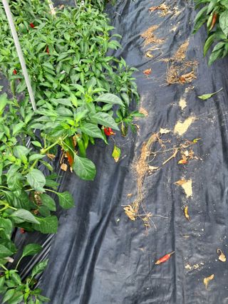 전희분님의 자유주제 · 자유게시판 작성글 사진