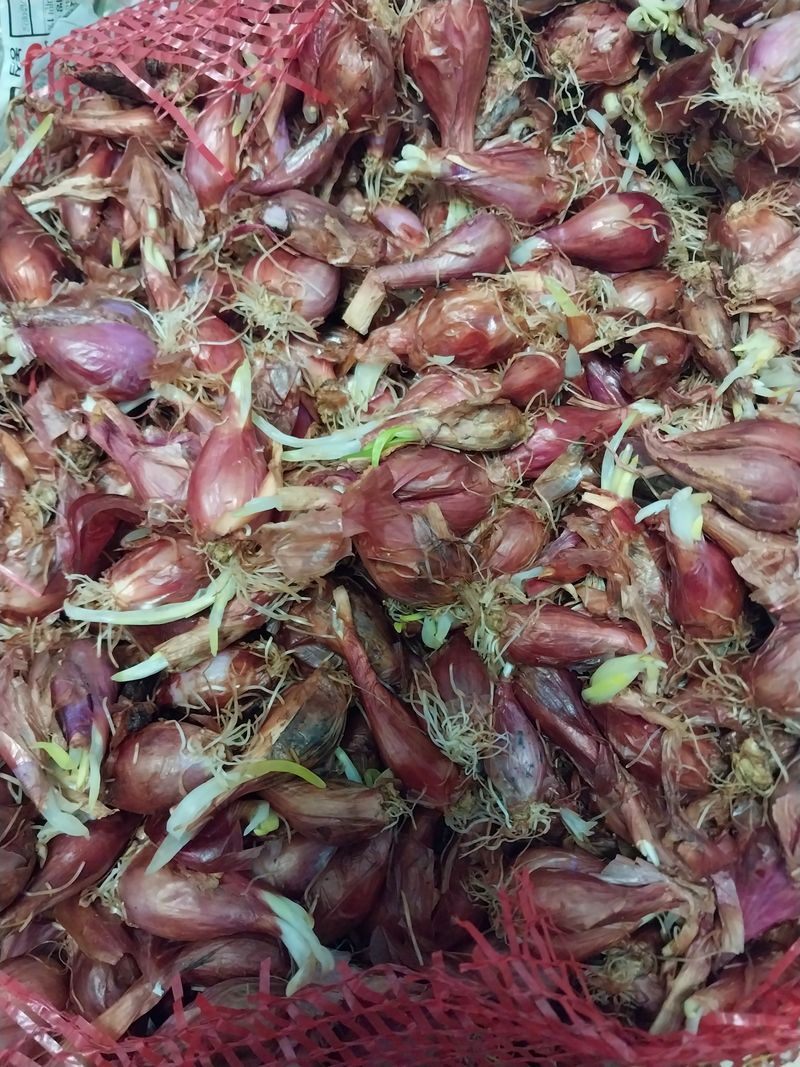 장터 상품 [쪽파 종구 1 kg] 썸네일