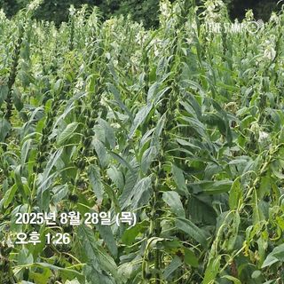 송석래님의 자유주제 · 자유게시판 작성글 사진