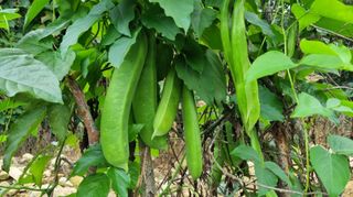 아침농원님의 자유주제 · 자유게시판 작성글 사진