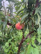 팜모닝 자두·영농일지 게시글 이미지