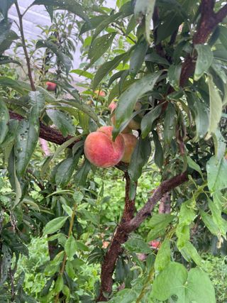조석호님의 자두 · 영농일지 작성글 사진