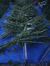 팜모닝 자유주제·자유게시판 게시글 이미지