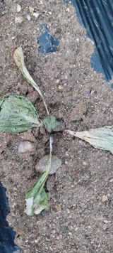 팜모닝 자유주제·자유게시판 게시글 이미지