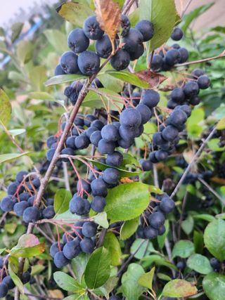 박운규.털보님의 자유주제 · 자유게시판 작성글 사진