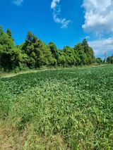 팜모닝 콩·자유게시판 게시글 이미지