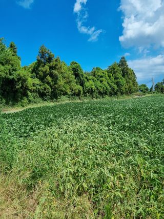 제주청년농부님의 콩 · 자유게시판 작성글 사진
