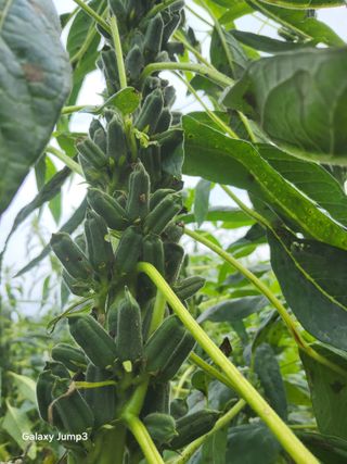 이천산수유3대농부님의 자유주제 · 자유게시판 작성글 사진