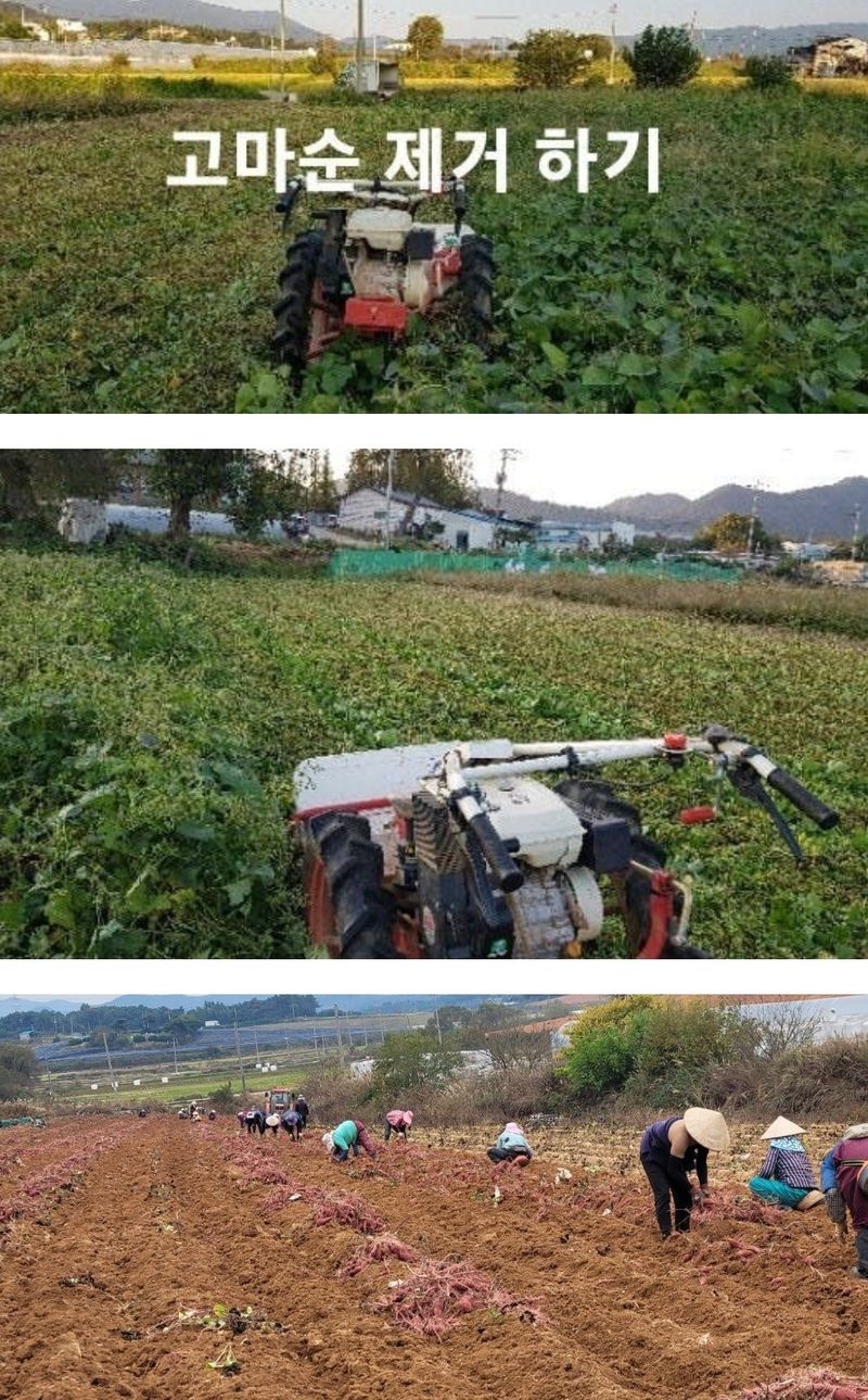 사랑꽃농장님의 장터 판매 상품 [반반 꿀 고구마 10kg(하루까+호풍미)] 첨부 사진