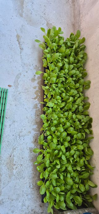 봉림동 태진농장님의 자유주제 · 자유게시판 작성글 사진