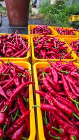 팜모닝 자유주제·자유게시판 게시글 이미지