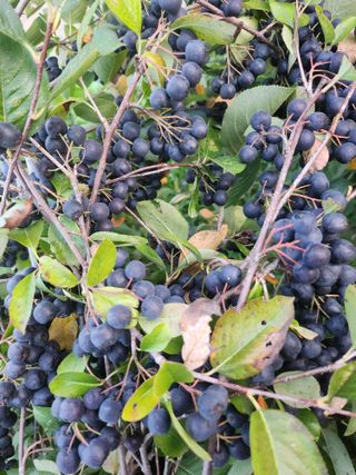 박운규.털보님의 자유주제 · 자유게시판 작성글 사진