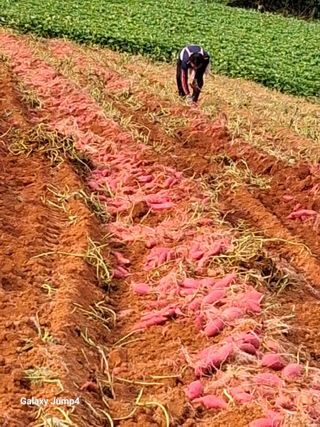 농촌이백억농원^^님의 작성글 사진