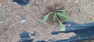 김감자님의 자유주제 · 자유게시판 작성글 사진