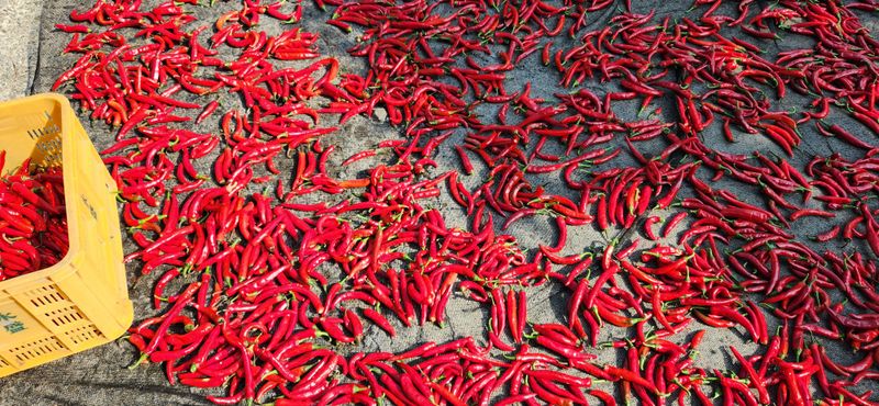 배순녀님의 장터 판매 상품 [햇고추가루 ] 첨부 사진