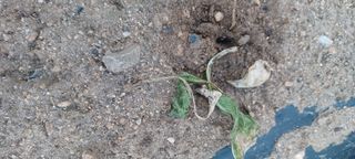 김감자님의 자유주제 · 자유게시판 작성글 사진