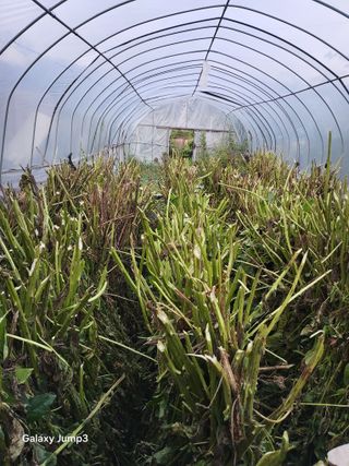 이천산수유3대농부님의 자유주제 · 자유게시판 작성글 사진