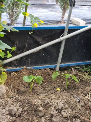 연산나무농장님의 자유주제 · 자유게시판 작성글 사진