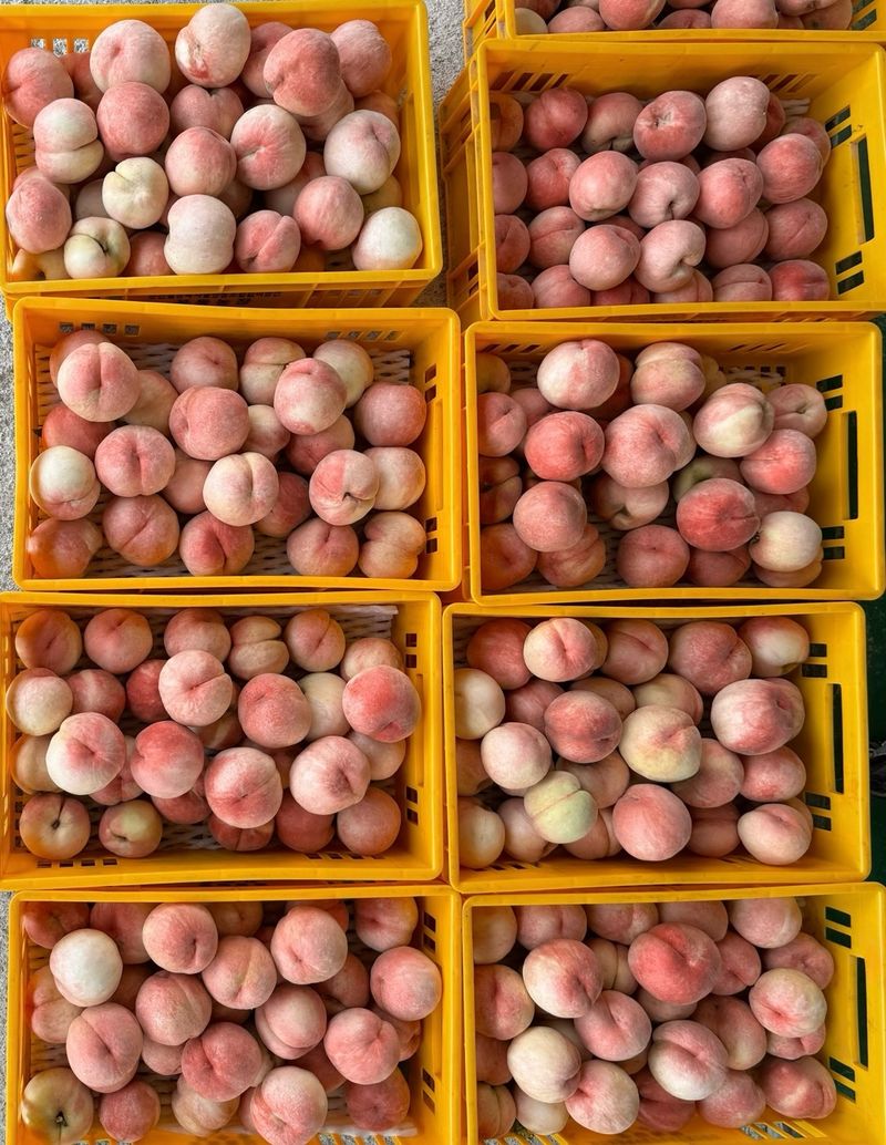 농부손녀님의 장터 판매 상품 [[고당도] 꿀먹은 백도 복숭아 4kg] 첨부 사진