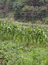 팜모닝 자유주제·자유게시판 게시글 이미지