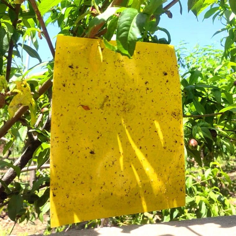 김복자님의 장터 판매 상품 [원예 사각트랩 벌레끈끈이 1봉지(50개)] 첨부 사진