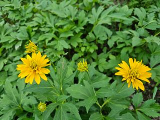 홍천산채농원님의 자유주제 · 자유게시판 작성글 사진