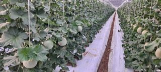 박춘서님의 자유주제 · 자유게시판 작성글 사진