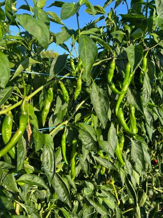 대풍기원님의 자유주제 · 자유게시판 작성글 사진