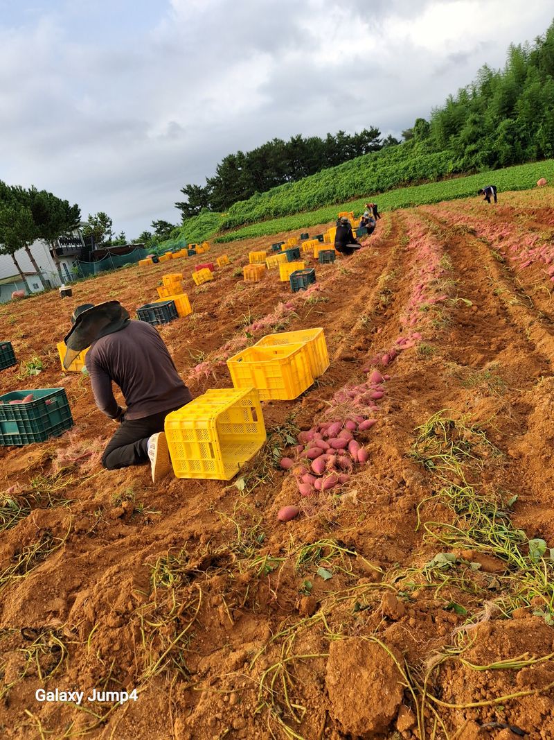 농촌이백억농원^^님의 장터 판매 상품 [호박고구마] 첨부 사진