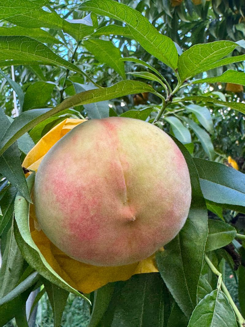 농부손녀님의 장터 판매 상품 [[고당도] 꿀먹은 백도 복숭아 4kg] 첨부 사진