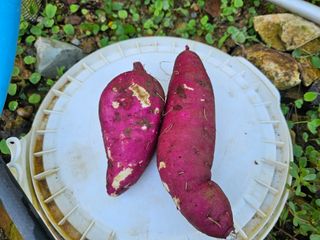 연모 자연의행복님의 자유주제 · 자유게시판 작성글 사진