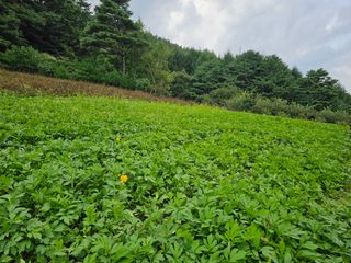 홍천산채농원님의 자유주제 · 자유게시판 작성글 사진