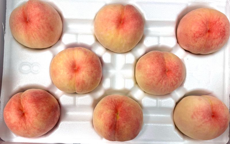 농부손녀님의 장터 판매 상품 [[고당도] 꿀먹은 백도 복숭아 4kg] 첨부 사진