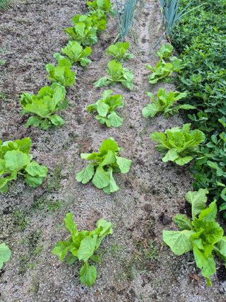 전성환님의 농사, 무엇이든 물어보세요! · 참여글 작성글 사진