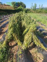 팜모닝 자유주제·건의해요 게시글 이미지