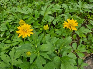 홍천산채농원님의 자유주제 · 자유게시판 작성글 사진