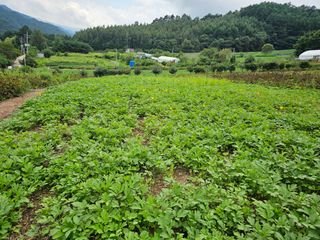 홍천산채농원님의 자유주제 · 자유게시판 작성글 사진