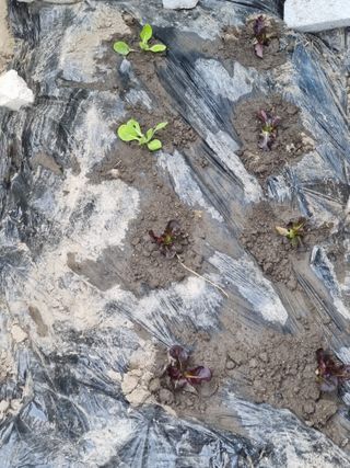 연산나무농장님의 자유주제 · 자유게시판 작성글 사진