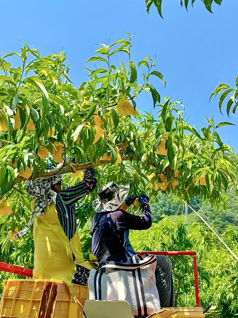 농부손녀님의 장터 판매 상품 [[고당도] 꿀먹은 백도 복숭아 4kg] 첨부 사진