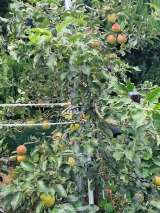 연산나무농장님의 자유주제 · 자유게시판 작성글 사진