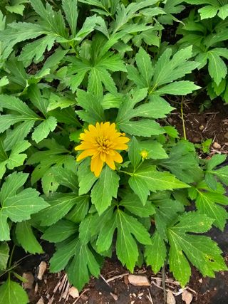 홍천산채농원님의 자유주제 · 자유게시판 작성글 사진