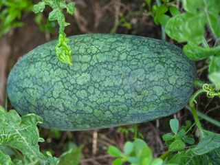 야생마2님의 자유주제 · 자유게시판 작성글 사진