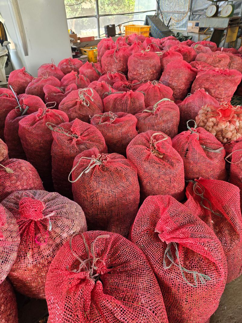 장터 상품 [쪽파 15키로에 55.000원] 썸네일