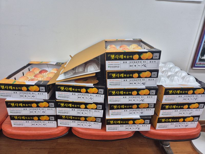 김현옥님의 장터 판매 상품 [음성 햇사레 복숭아 천중도 4kg 12과] 첨부 사진