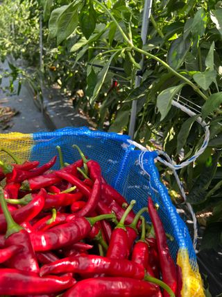 대풍기원님의 자유주제 · 자유게시판 작성글 사진