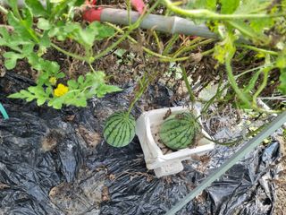 연산나무농장님의 자유주제 · 자유게시판 작성글 사진