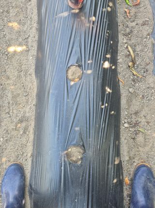 외동농장님의 자유주제 · 자유게시판 작성글 사진