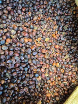 약초다지님의 작성글 사진